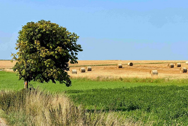 Tenneville_promenade_des_moulins©MTFSH-TEXTO_Pascal_Willems_(34)
