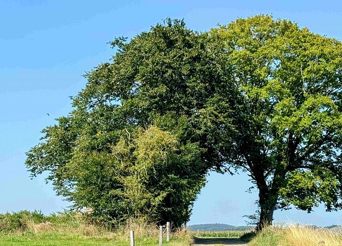 Tenneville_promenade_des_moulins©MTFSH-TEXTO_Pascal_Willems_(37)
