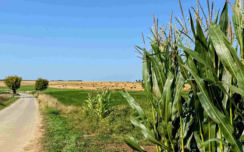 Tenneville_promenade_des_moulins©MTFSH-TEXTO_Pascal_Willems_(31)