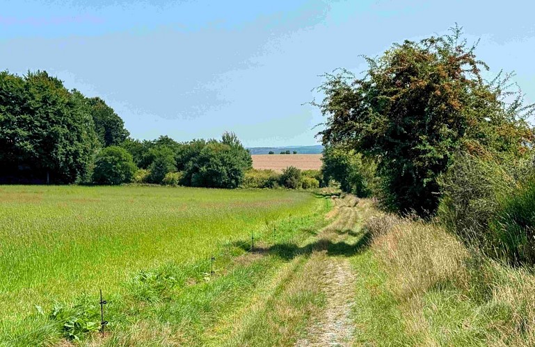 Tenneville_promenade_de_la_falize©MTFSH-TEXTO_Pascal_Willems_(61)