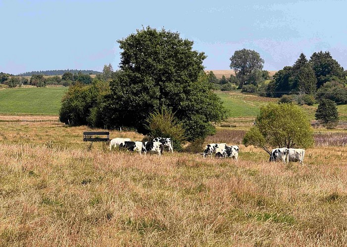 Tenneville_promenade_de_la_falize©MTFSH-TEXTO_Pascal_Willems_(1)