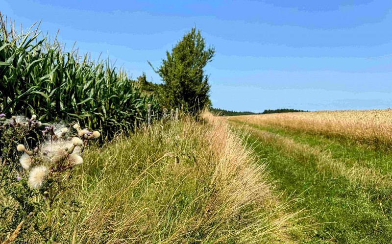 Tenneville_promenade_de_la_falize©MTFSH-TEXTO_Pascal_Willems_(64)