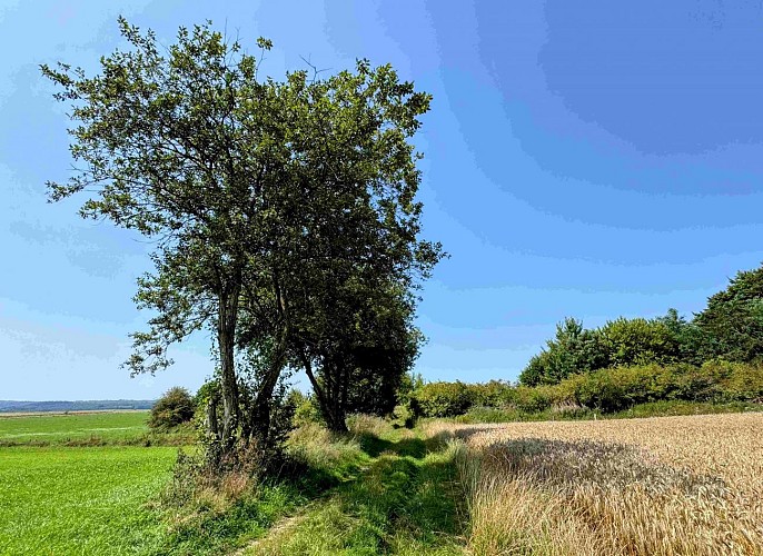 Tenneville_promenade_de_la_falize©MTFSH-TEXTO_Pascal_Willems_(23)