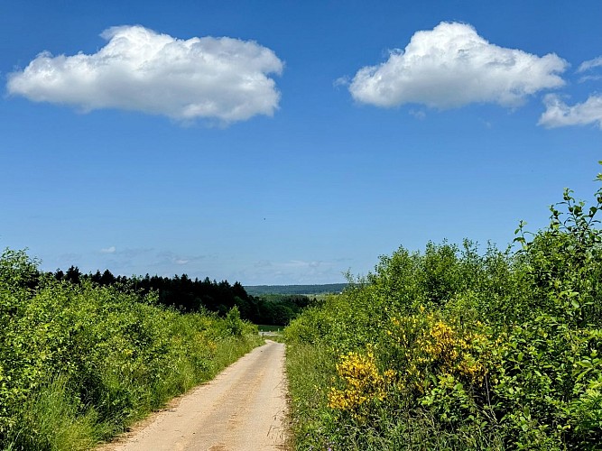 Promenade-banalbois-sainthubert©MTFSH TEXTO Pascal Willems (4)