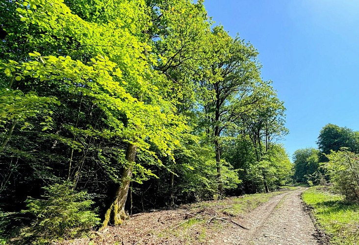 Promenade-banalbois-sainthubert©MTFSH TEXTO Pascal Willems (62)