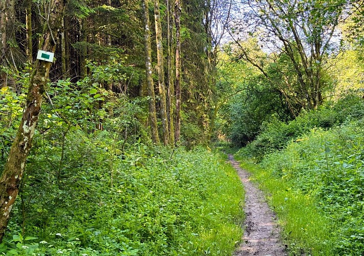 Promenade-banalbois-sainthubert©MTFSH TEXTO Pascal Willems (80)