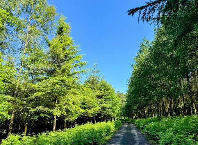 Promenade-banalbois-sainthubert©MTFSH TEXTO Pascal Willems (12)