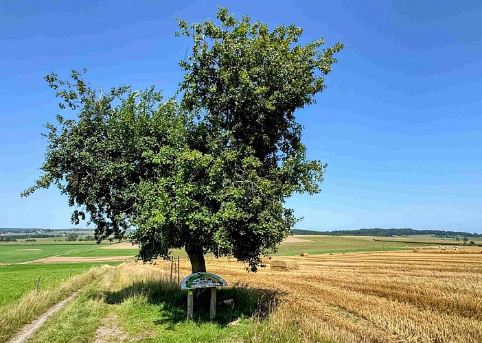Tenneville_promenade_vieille_eglise©MTFSH-TEXTO_Pascal_Willems_(91)