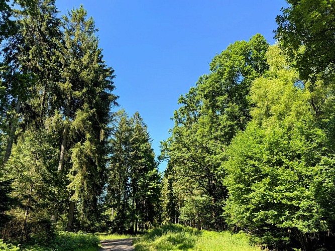 Sainthubert_promenade_val_de_poix©MTFSH-TEXTO_Pascal_Willems_(84)