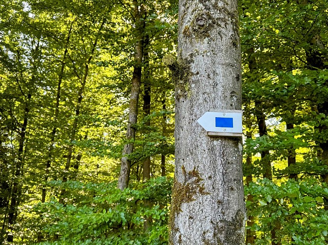 Sainthubert_promenade_val_de_poix©MTFSH-TEXTO_Pascal_Willems_(14)