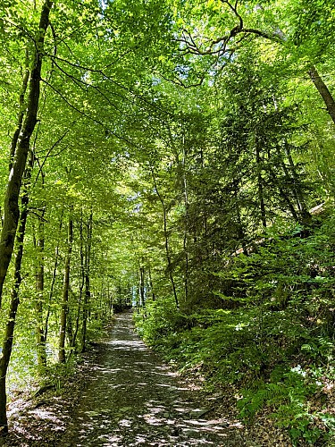 Sainthubert_promenade_val_de_poix©MTFSH-TEXTO_Pascal_Willems_(11)