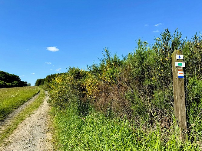 Promenade_chaussée_romaine_©MTFSH_TEXTO_Pascal_Willems_(35)