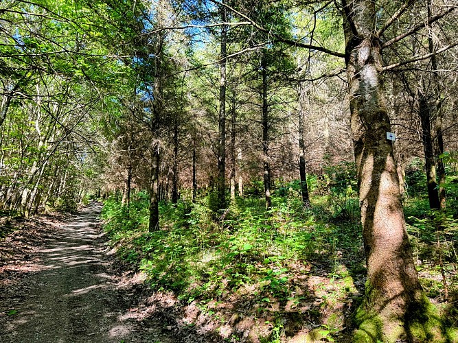 Promenade_chaussée_romaine_©MTFSH_TEXTO_Pascal_Willems_(17)