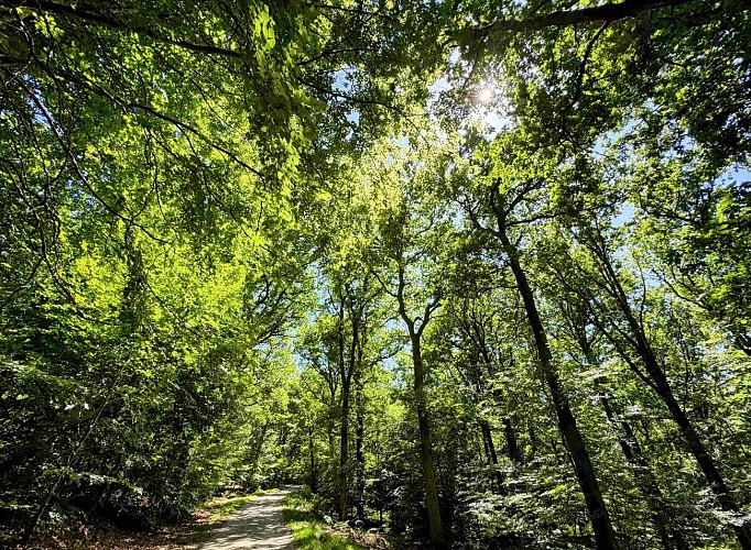 Sainthubert_promenade_cheni_du_mont_©_MTFSH_TEXTO_Pascal_Willems_(21)