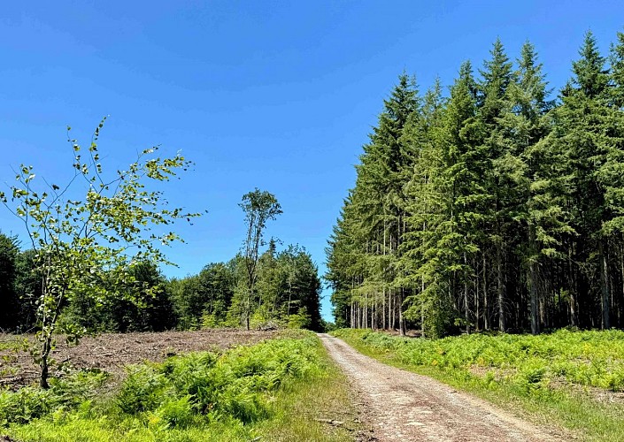 Sainthubert_promenade_cheni_du_mont_©_MTFSH_TEXTO_Pascal_Willems_(52)