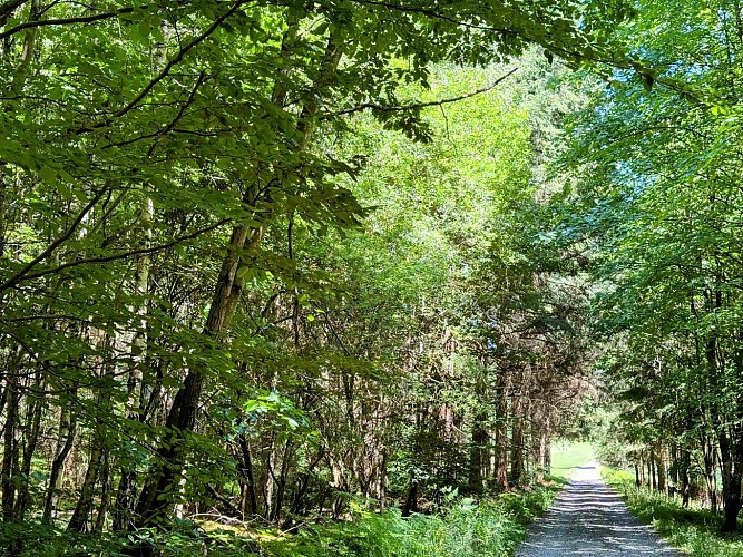 Sainthubert_promenade_cheni_du_mont_©_MTFSH_TEXTO_Pascal_Willems_(24)