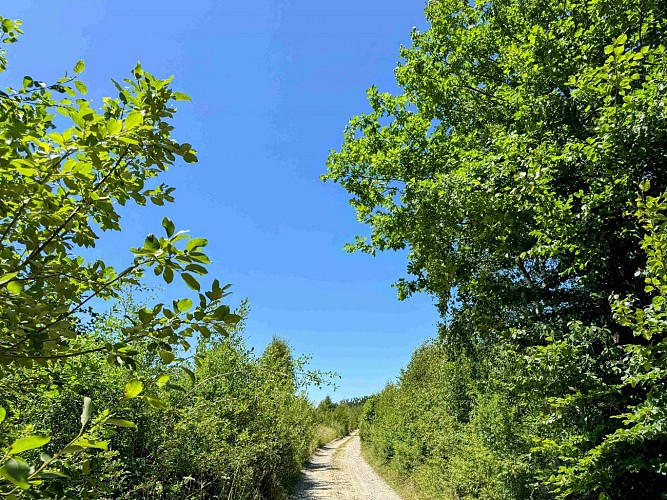 Sainthubert_promenade_cheni_du_mont_©_MTFSH_TEXTO_Pascal_Willems_(20)