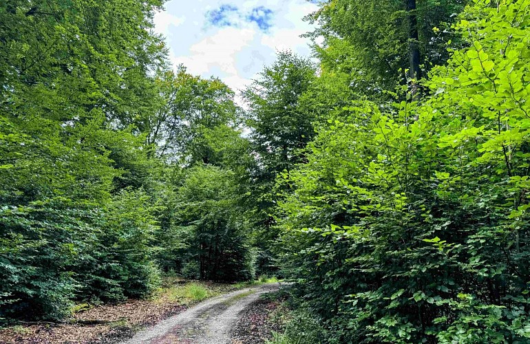 Sainthubert_thier_de_gobaille©MTFSH-TEXTO Pascal Willems (87)