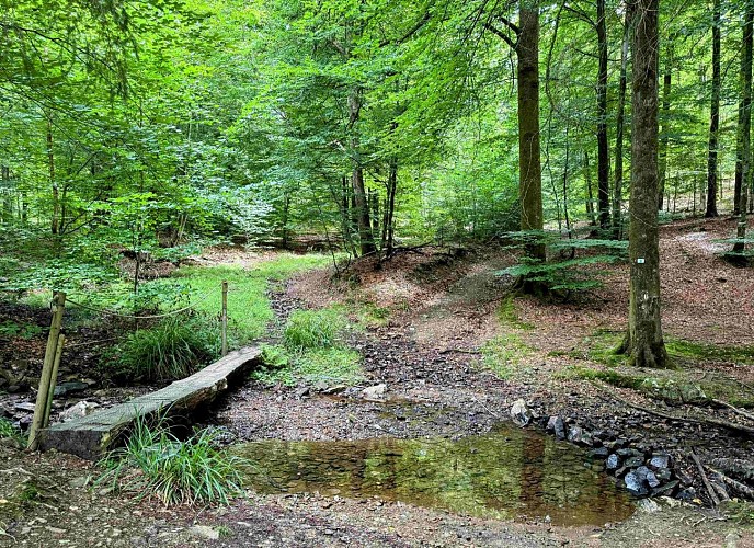 Sainthubert_thier_de_gobaille©MTFSH-TEXTO Pascal Willems (33)