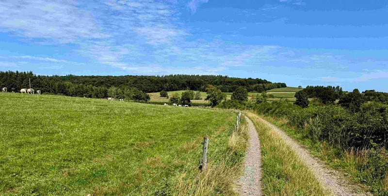 Sainthubert_promenade_awenne©MTFSH-TEXTO Pascal Willems (41)