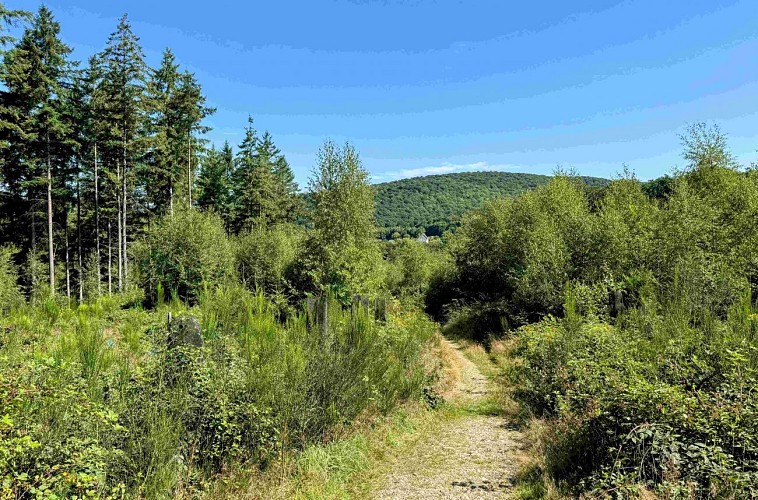 Sainthubert_promenade_awenne©MTFSH-TEXTO Pascal Willems (38)