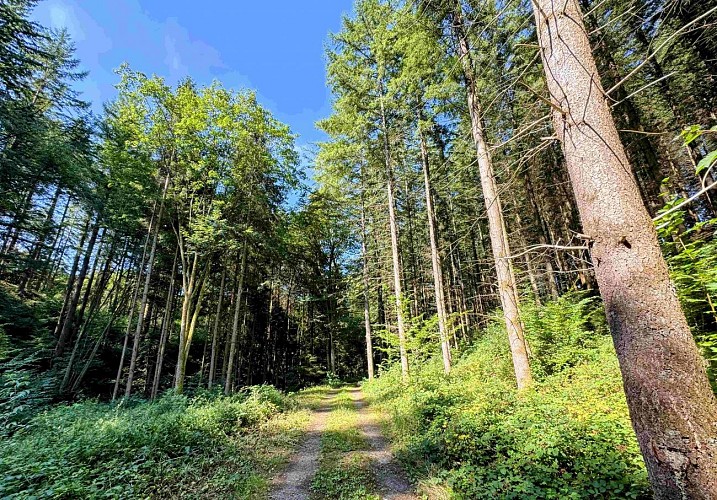 Sainthubert_promenade_awenne©MTFSH-TEXTO Pascal Willems (57)