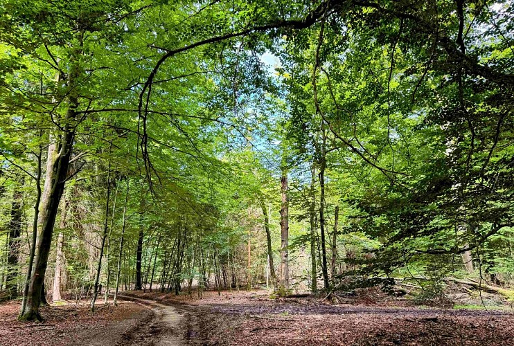 Sainthubert_promenade_awenne©MTFSH-TEXTO Pascal Willems (43)