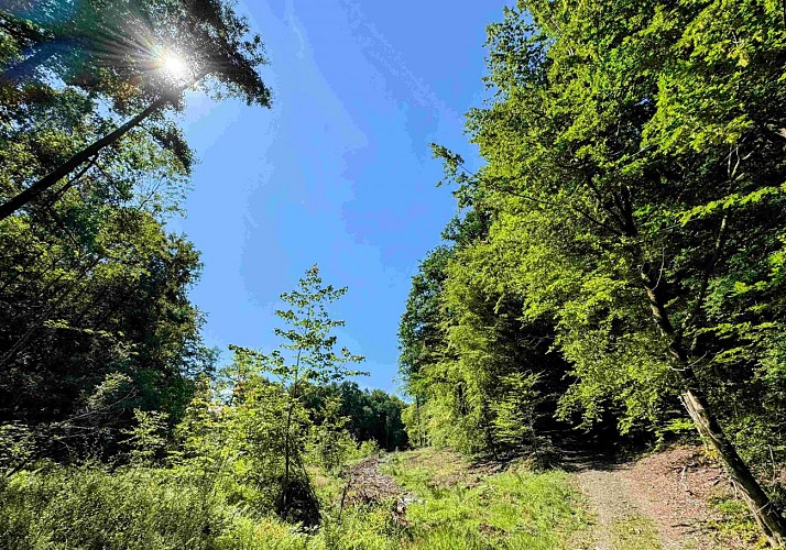 Sainthubert_promenade_awenne©MTFSH-TEXTO Pascal Willems (3)