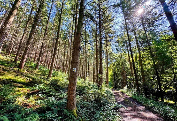 Sainthubert_promenade_awenne©MTFSH-TEXTO Pascal Willems (31)