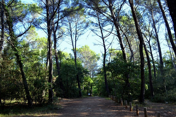 Bois du Defens à Montauroux