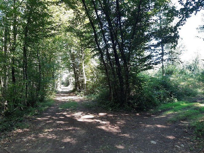 Sous couvert végétal