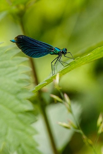 Boucle de Châtillon