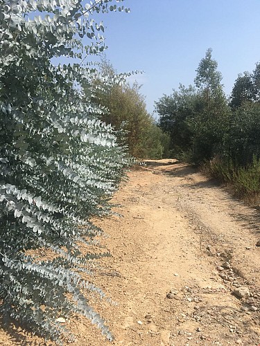 Balade au cœur des Mimosa - Tanneron