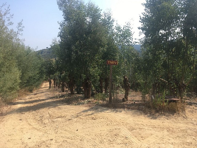 Balade au cœur des Mimosa - Tanneron