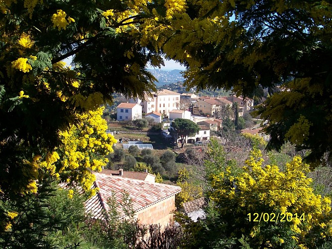 Balade au cœur des Mimosa - Tanneron