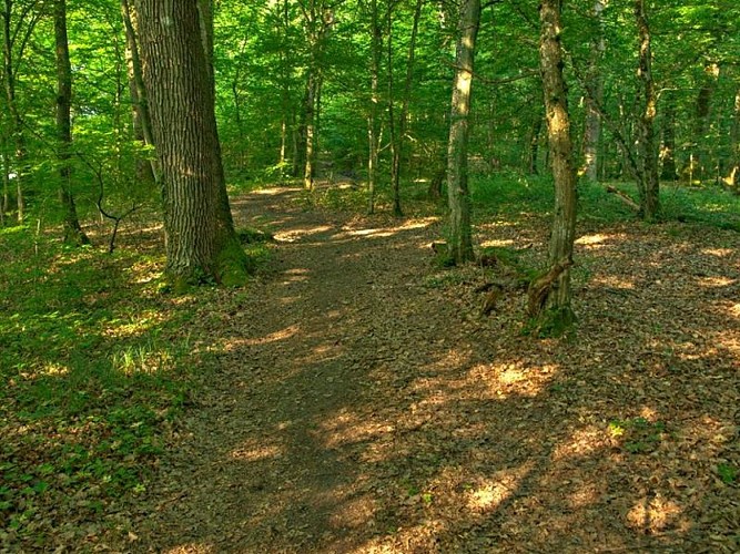 Forêt des Quatre Seigneurs