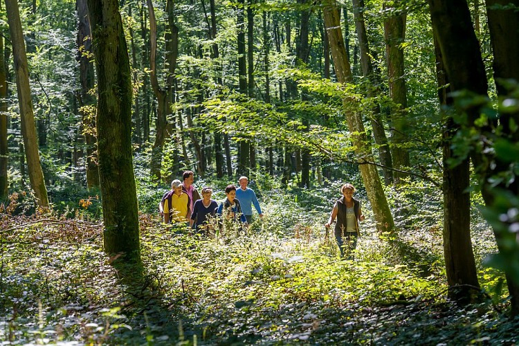 Une forêt plus grande que Paris