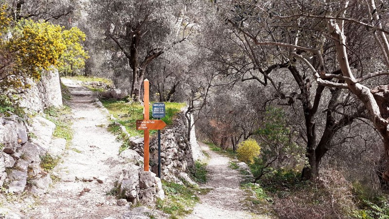 Oliveraie à l'entrée de Peillon