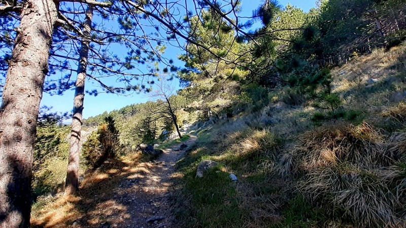 Forêt de la Crête des Assalins