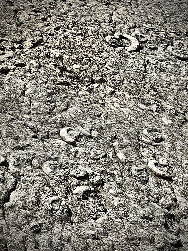 Boucle de la Dalle aux ammonites