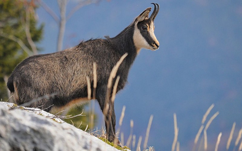 Le col des Cloches A/R n°32