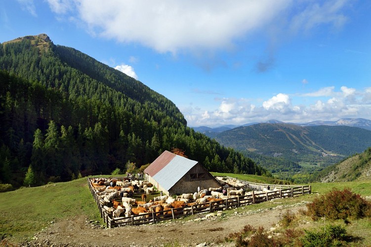 Cabane des mulets