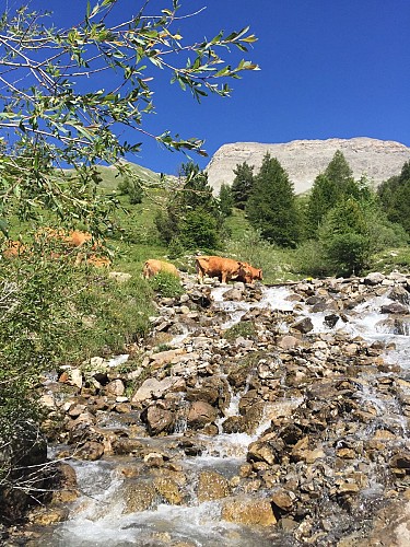 Cabane des mulets