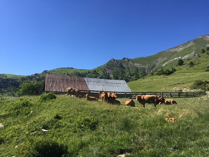 Cabane des mulets