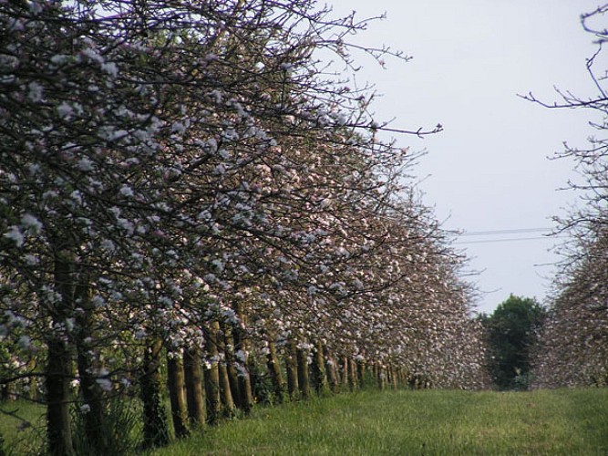 Flavors of the Marne Valley