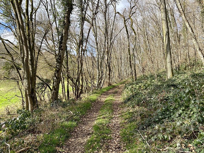 Promenons-nous dans les bois à Saint-Loup