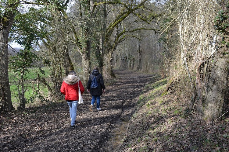 Promenons-nous dans les bois à Saint-Loup