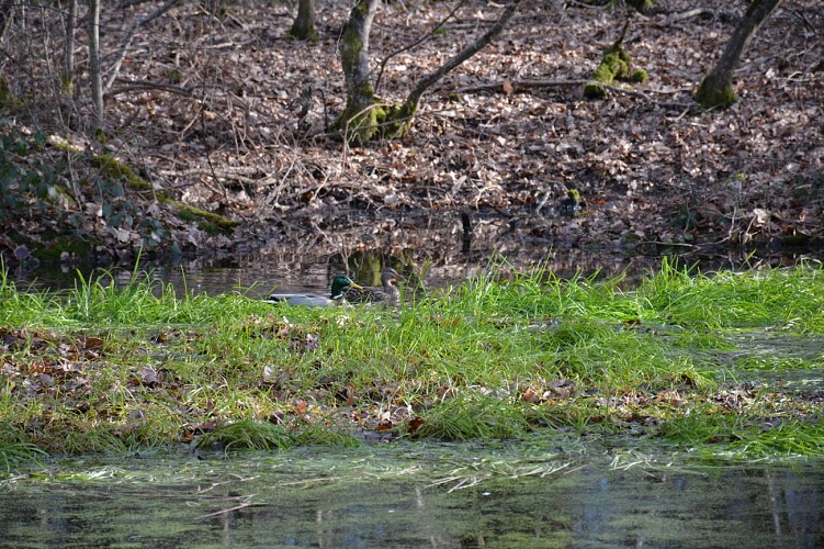 Promenons-nous dans les bois à Saint-Loup 