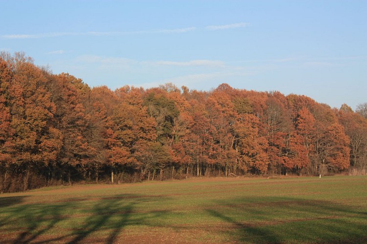 Forêt de Tracy