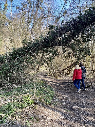 Entre la vigne et la Loire aux Girarmes